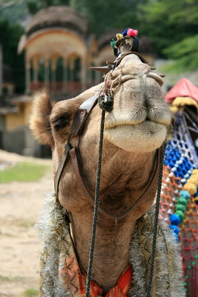 Camel Sitting - Jaipur, Inde — Photo