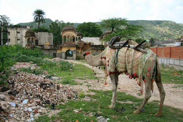 Cammello seduta - jaipur, india — Foto Stock