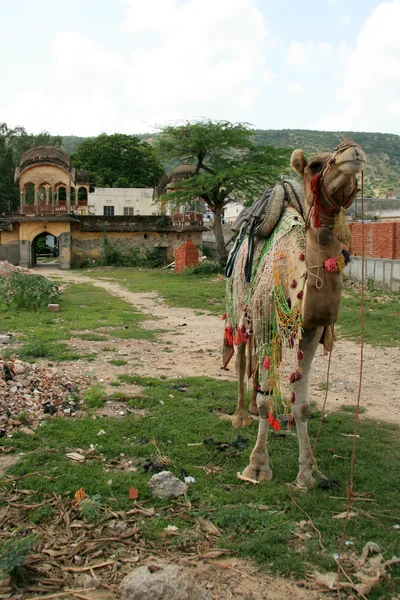 Kamelsitzen - jaipur, Indien — Stockfoto
