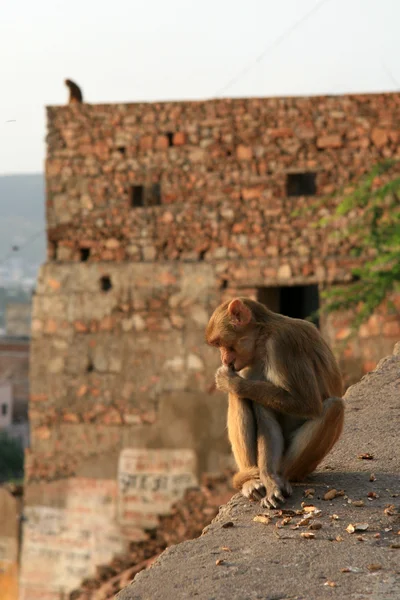 Tempel van de zon, jaipur, india — Stockfoto