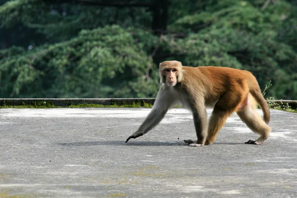 Macaco - Mcleod Ganj, Índia — Fotografia de Stock