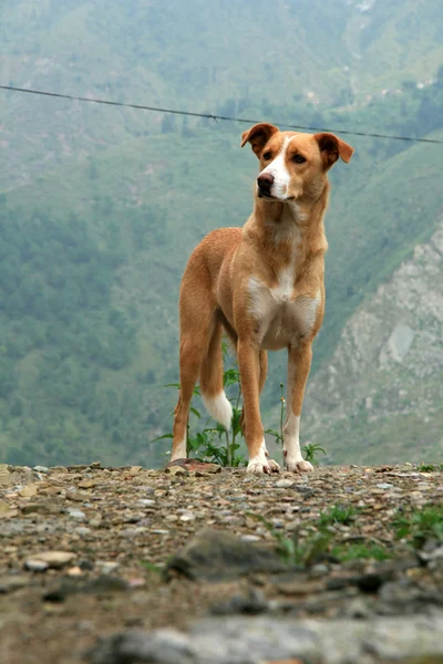 Pies - mcleod ganj, Indie — Zdjęcie stockowe