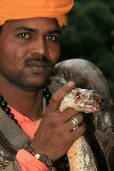 Змея Очаровательная, Индия — стоковое фото