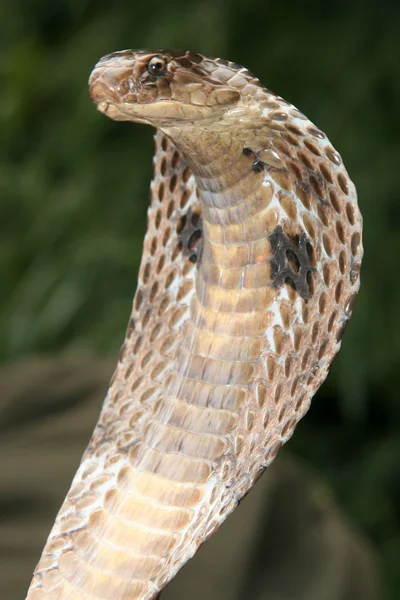 Serpente affascinante, india — Foto Stock