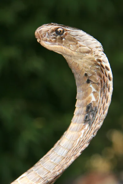Snake Charming, Índia — Fotografia de Stock