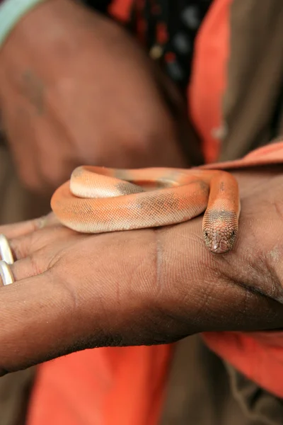 Serpiente encantadora, india — Foto de Stock