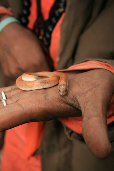 Serpiente encantadora, india —  Fotos de Stock