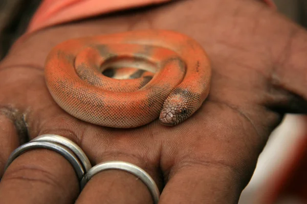 Serpiente encantadora, india —  Fotos de Stock