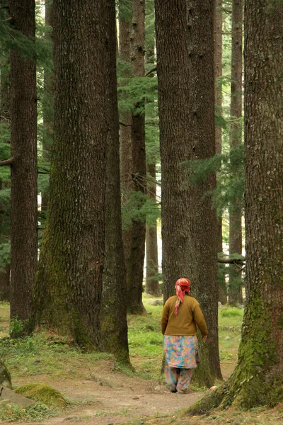 在新德里，印度森林 — 图库照片