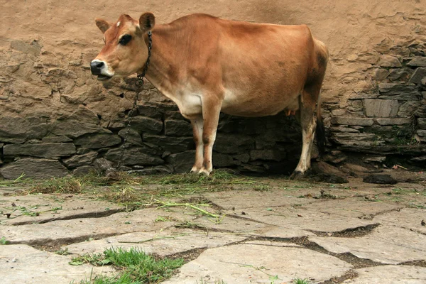 Krowy - vashisht, Indie — Zdjęcie stockowe