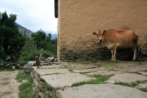 Vacche - Vashisht, India — Foto Stock