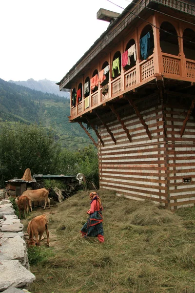 母牛-vashisht、 印度 — 图库照片
