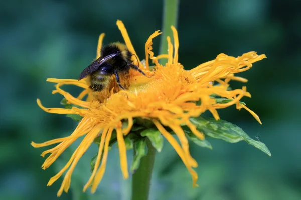 Macro scene with bee what is collecting pollen — Stock Photo, Image