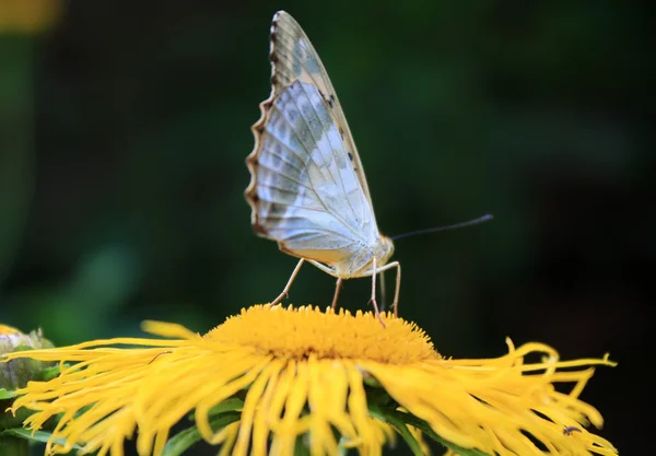 Delicada mariposa recogiendo polen en la flor amarilla en verano —  Fotos de Stock