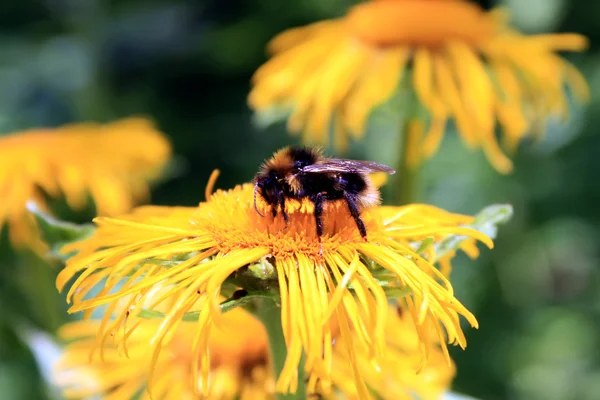 Honey bee on yellow flower collecting pollen — Stock Photo, Image