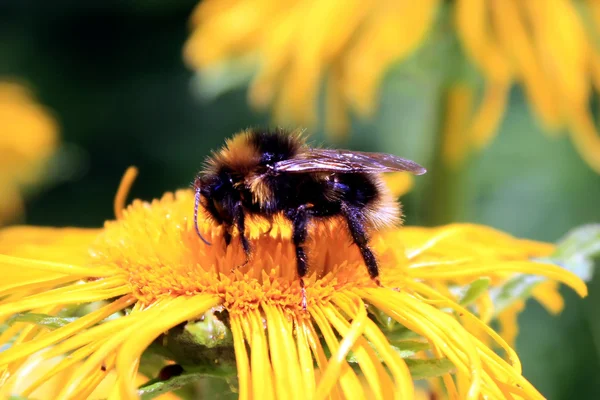 Macro scene with bee on yellow flower — Stock Photo, Image