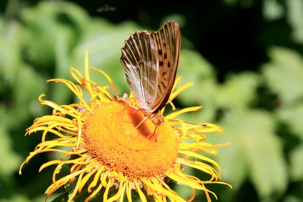 Borboleta coletando pólen na flor amarela na hora de verão — Fotografia de Stock