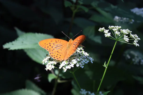 Schöner orangefarbener Schmetterling auf weißer Blume — Stockfoto