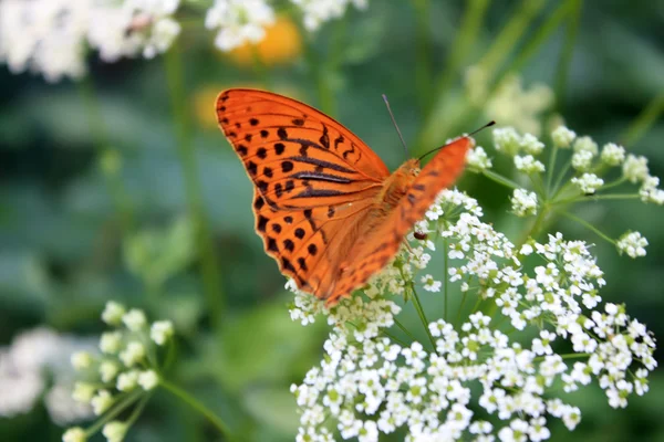 Fragiler Schmetterling sammelt im Sommer Pollen auf weißen Blüten — Stockfoto
