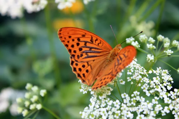 Zarter Schmetterling auf weißer Blume im Sommer — Stockfoto