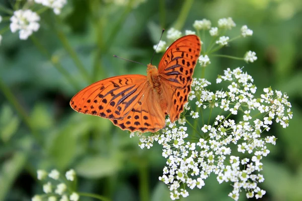 Orangefarbener Schmetterling sammelt Pollen auf einer weißen Blume — Stockfoto