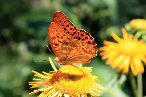 Orangefarbener Schmetterling ernährt sich von süßen Pollen — Stockfoto