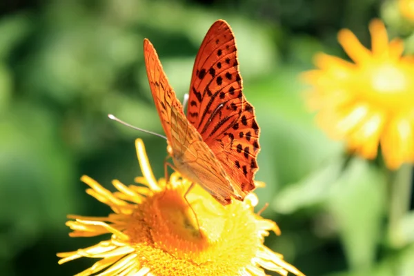 Oranger Schmetterling ernährt sich von gelber Blume — Stockfoto