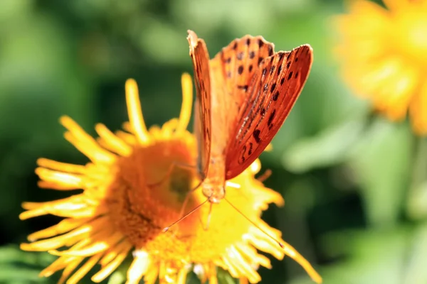 Wunderschöner oranger Schmetterling, Makrobild — Stockfoto