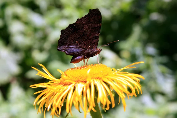 Papillon sur fleur jaune dans le jardin — Photo