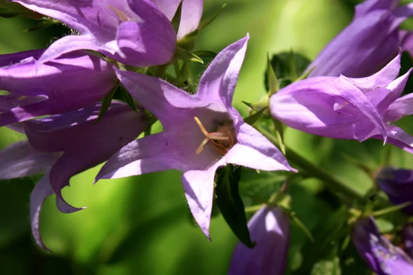 宏的场面与紫色的钟小花在森林里 — 图库照片
