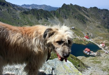 dağ manzarası ile Romanya'dan balea gölde bir köpek