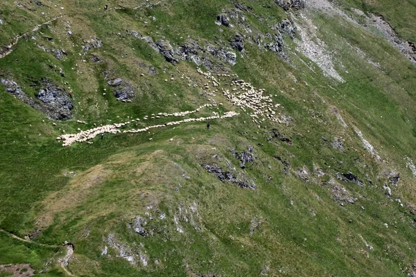 O rebanho de ovelhas pastando no prado da montanha, montanhas Fagaras da Romênia — Fotografia de Stock