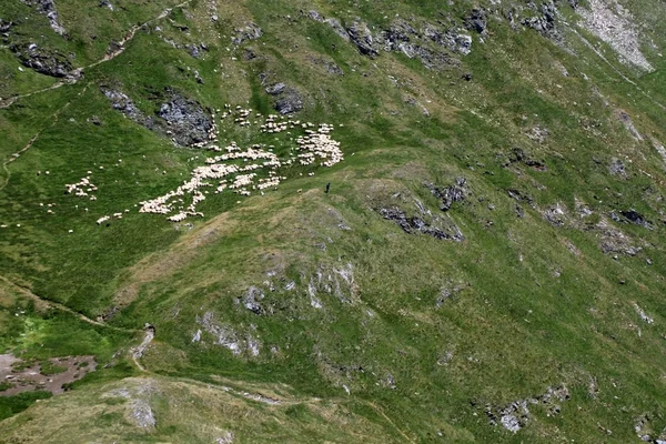 Πρόβατα σε βοσκότοπους σκηνή κοντά Λίμνη κατσίκα — Φωτογραφία Αρχείου