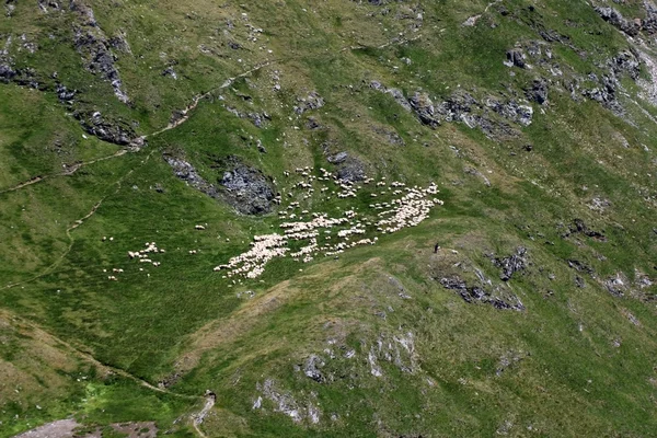 Stádo ovcí pasoucí se na horské louce, fagaras hory z Rumunska — Stock fotografie