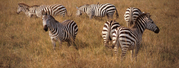Zebra Family, Masai Mara, Kenya, Africa