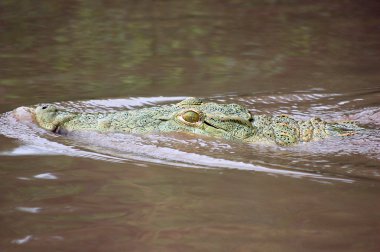 Crocodile in the water clipart