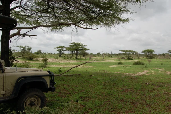 Safari africano —  Fotos de Stock