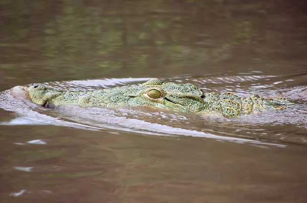 stock image Crocodile in the water