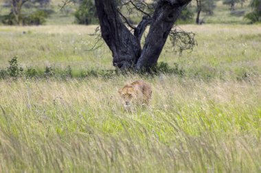 dişi aslan - serengeti Milli Parkı içinde safari - Tanzanya