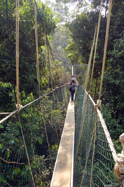 Stock image Taman Negara - Canopy walkway