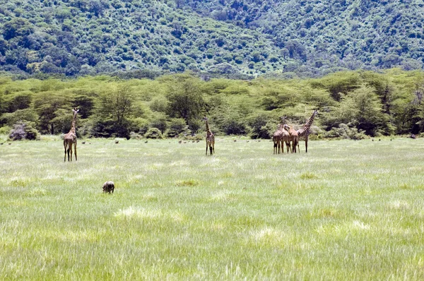 Stock image Giraffe in the grass