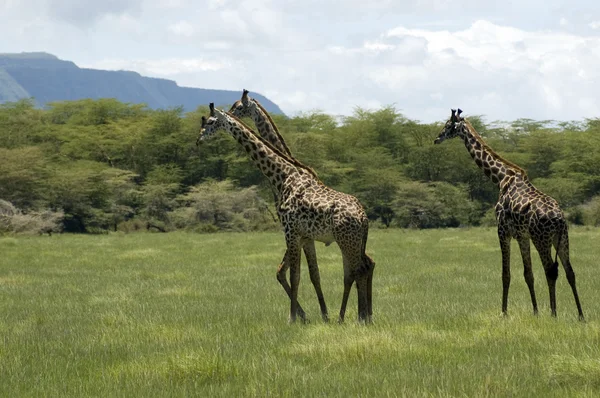 Girafa na grama — Fotografia de Stock
