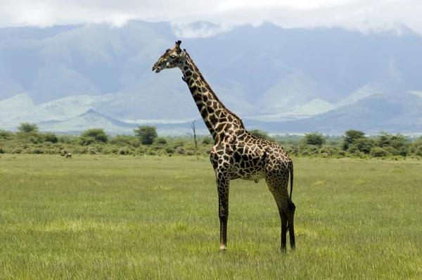 Girafa na grama — Fotografia de Stock