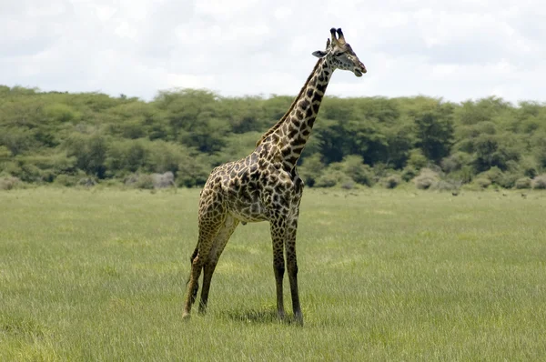 Giraffe in het gras — Stockfoto