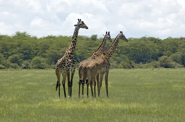 Giraffe in het gras — Stockfoto
