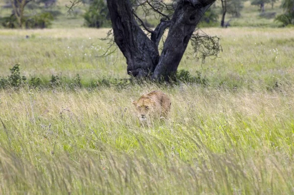 Lioness - Safari in the Serengeti National Park - Tanzania — Stock Photo, Image