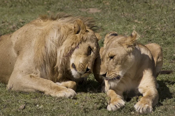 Løve og løvinne – stockfoto