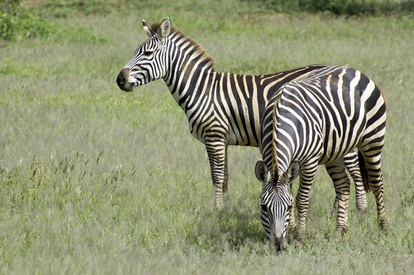 Two beautiful zebra in the grass - Serengeti - Tanzania