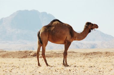 Camel clipart