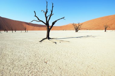 ağaç Desert - deadvlei